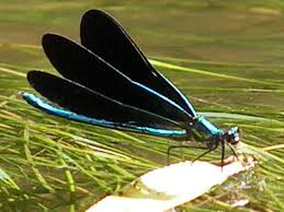 Black And Blue Dragonfly Uk I Like Dragon Flies Dragonfly Blue Dragonfly Flying Insects