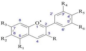 Image result for Garcinia huillensis