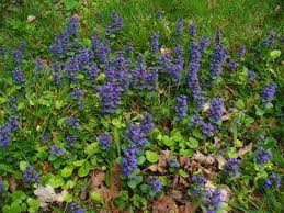 Image result for Ajuga