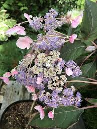 Hortensja omszona nie jest trudnym w utrzymaniu krzewem. Hortensja Kosmata Omszona Hydrangea Aspera Hot Chocolate C3 30 45cm Flora Sklep Pl