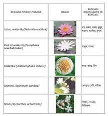 Roses are usually pink or red in colour with long, slender pedicals. English Bengali Grammar Flowers English To Bangla Meaning Daisy Flower Meaning Flower Meanings Flower Names
