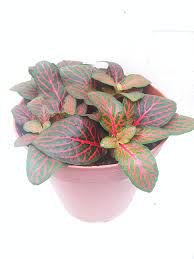 The alien egg succulent plant (haworthia copperi var.) have arrived at hirt's gardens. Hirts House Plants Red Veined Nerve Plant Amazon Com Grocery Gourmet Food