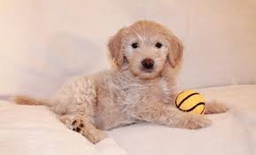 The goldendoodle is a cross between the golden retriever and poodle dog breeds and tends to exhibit the best traits inherited from the parent breeds. Goldendoodle Puppy For Sale Adoption Rescue For Sale In Andover Kansas Classified Americanlisted Com
