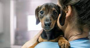 On the other hand, in cases such as the time of the strong presence of fleas, it may be necessary to deworm before four weeks. Deworming Puppies What To Expect Bechewy