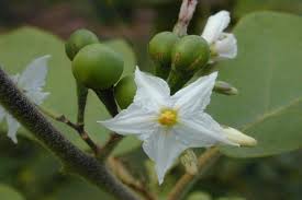 Image result for Solanum torvum