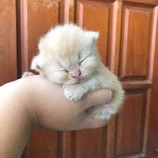 20 Very Sleep Baby Animals That Can Just Fall Asleep In The Palm Of Your Hand Baby Animals Funny Cute Animals Baby Animals