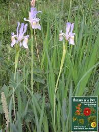 Image result for Iridaceae