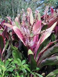 Sea World Orlando From A Gardener Designer S Point Of View Australian Native Garden Cool Plants Toxic Plants For Cats