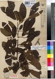 Image result for Antidesma membranaceum