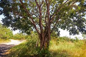 Check spelling or type a new query. Illegal Logging Threatens Costa Rica S Valuable Species And Vulnerable National Parks