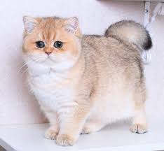 Scottish Straight Cats Catfacts Detenyshi Zhivotnyh Lyubiteli Koshek Milye Detenyshi Zhivotnyh
