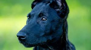 Belgian malinois puppy for sale near florida, boynton beach, usa. Moss K9 Dutch Shepherd Malinois Puppies For Sale Breeder
