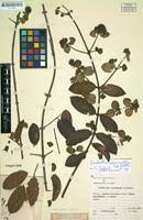Image result for Combretum cinereopetalum