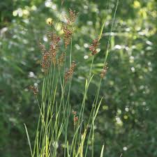 Image result for Juncus