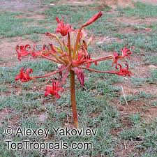 Image result for Brunsvigia