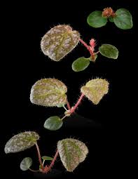 Image result for Begonia loranthoides