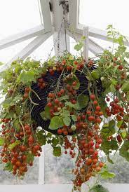 Plant several lettuce varieties, a couple of herbs, and some flowers into a hanging basket and you'll which vegetables can you grow in a hanging basket? Hanging Basket Gardens Produce You Can Grow From Hanging Baskets