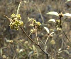 Image result for Croton pseudopulchellus