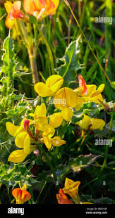 Image result for Crotalaria phylicoides