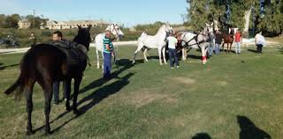 Το άλογο ή ίππος, ποιητικά άτι,, (equus caballus), είναι τετράποδο περισσοδάκτυλο θηλαστικό της οικογένειας των ιππιδών (equidae), που χρησιμοποιήθηκε από την αρχαιότητα ως μέσο μετακίνησης και αποτέλεσε βασική κινητήρια δύναμη των αμαξών αλλά και χρήσιμο εργαλείο στον πόλεμο όπως. O Dhmos Phneioy Idryei Sygxrono Ippiko Kentro