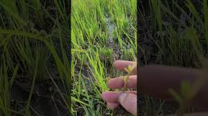 Image result for Bergia capensis