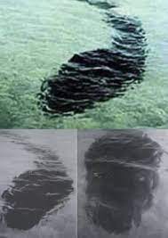 The Hook Island Sea Monster Sea Monsters Around The Worlds Lagoon Park