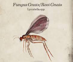 Especially places where moisture and humidity are quite high. Fungus Gnat Larvae Control Western Exterminator