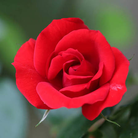 Harkness Rose 'Red Romance'