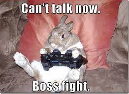 The popularity of super funny cat memes. Bunnies Funny Animal Jokes Animal Jokes Funny