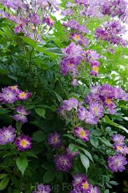 Photo Rosa Veilchenblau Rose Kletterrose Rambler By Tina Horst Herzig Photography Kletterrose Pflanzen Schone Blumen