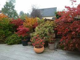 Beautiful Japanese Maple Collection Japanese Maple Tree Lawn And Garden Garden And Yard