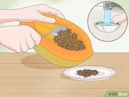 Check spelling or type a new query. 3 Ways To Grow Papaya Wikihow