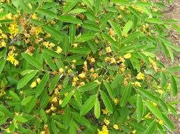 Image result for Malvaceae subfamily Grewioideae