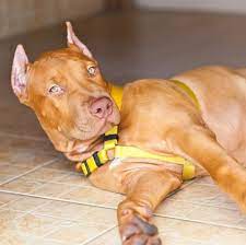 Whenever you are dealing with a cross breed dog, the unpredictability of each pup's temperament and personality is a big factor to consider. American Pit Bull Terrier Puppies For Sale Adoptapet Com