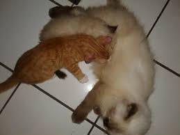 Maybe you would like to learn more about one of these? Apakah Mungkin Kucing Ras Menyusui Anak Kucing Kampung Sharing Is Caring