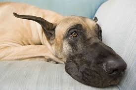Order your food with chewy.com and they'll proudly donate $20 to upper midwest great dane rescue inc. 109 Popular Great Dane Dog Names