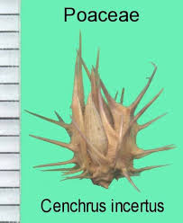 Image result for Cenchrus incertus