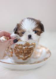 Get a boxer, husky, german shepherd, pug, and more on kijiji, canada's #1 local shih tzu in dogs & puppies for rehoming in ontario. Chocolate Shih Tzu Puppies South Florida Teacup Puppies Boutique