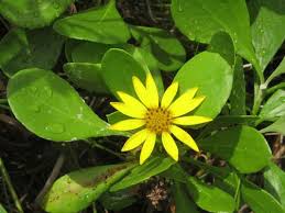 Image result for Chrysanthemoides monilifera