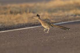 Browse and share the top coyote roadrunner gifs from 2021 on gfycat. 190 Coyote Roadrunner Photos Free Royalty Free Stock Photos From Dreamstime