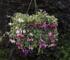 Fuchsia Hangingbasket Flowersallsummerlong Garden Plants Flowers Fuchsia Plant Beautiful Flowers Fuchsia