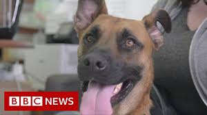Check spelling or type a new query. Us Dog Shelters Struggle With Returns After Pandemic Adoption Boom Bbc News Youtube