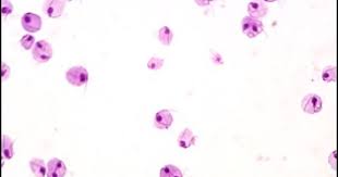 Trichomonas Vaginalis Science Lab Paw Print Immunology