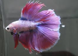 Live Betta Tropical Fish Double Tail Halfmoon Betta C70 Betta Fish Ideas Of Betta Fish Bettafish Live Betta Tropical Fis Halfmoon Betta Betta Fish Betta