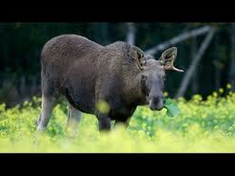 Climate Change Is Affecting Animal Habitats Animal Habitats Animals North American Animals