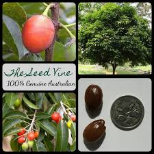 Image result for Mimusops elengi