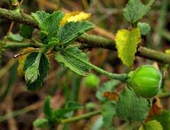 Image result for Hibiscus meyeri