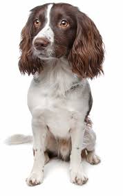 Check spelling or type a new query. Citari Kennel Springer Spaniels Springer Spaniel Puppies And Gun Dogs