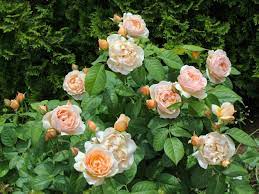 Flower Photos Expensive Flowers Juliet Rose Beautiful Flower Quotes