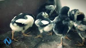Telur konsumsi merupakan telur yang tidak dibuahi oleh pejantan, sehingga tidak akan menetas. Begini Perawatan Ayam Bangkok Yang Baru Menetas